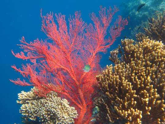 Snorkeling in Lovina Marine Park, ₱ 386.65