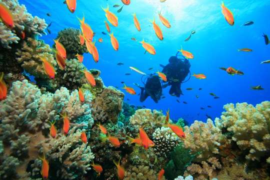 Scuba Diving in Nha Trang - Day Tour, ₱ 3,138.20