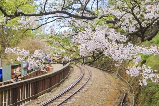 Alishan 2D1N Tour from Chiayi: Forest Railway, Fenqihu & Zhushan Sunrise, Rp 3.085.691