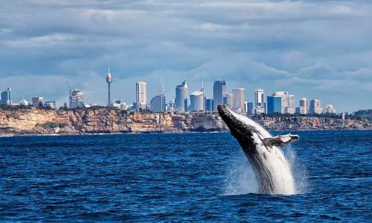 Sydney Whale Watching Cruise with BBQ Lunch, S$94