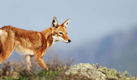 Ethiopia Tour: 4 Days Bale Mountain Wildlife and Safari Tour, 21.313.440 VND