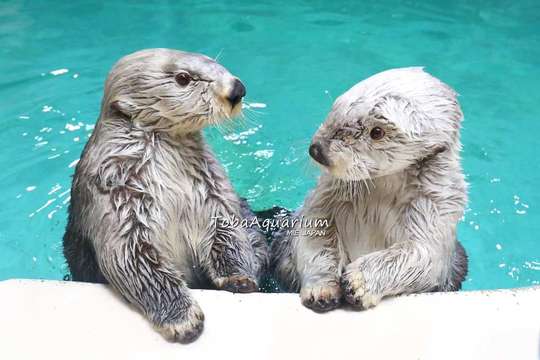 Toba Aquarium Admission Ticket｜Japan