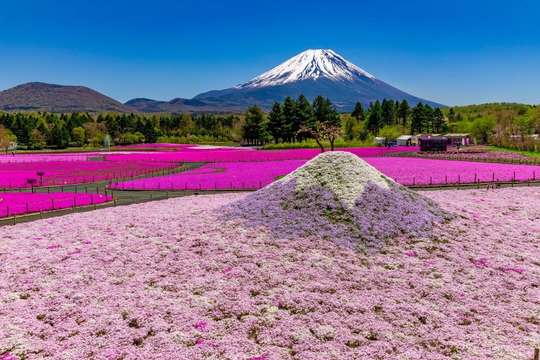 [9-Person Group/Hotel Pickup/From Tokyo]Cherry blossom viewing at Mt. Fuji / Shibazakura Park at Lake Motosu / Lake Kawaguchi, RM 259