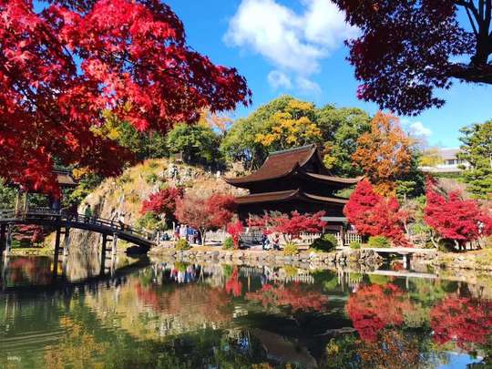 Central Japan Kokeizan Eihoji Temple · Korankei Autumn Leaves Day Tour | Pink Shikizakura Cherry Blossoms · Chinese-Speaking Tour Leader (Departing from Nagoya)