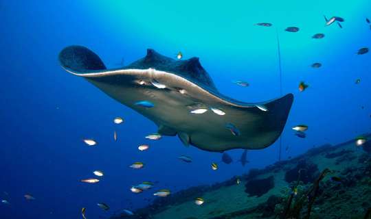 Yongala Wreck Dive Trip from Townsville and Magnetic Island