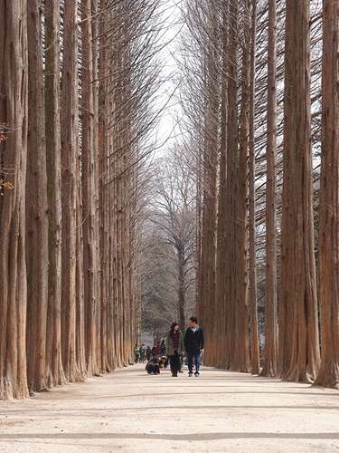 ソウル発、南怡島とア침고요수목원ツアー
 3