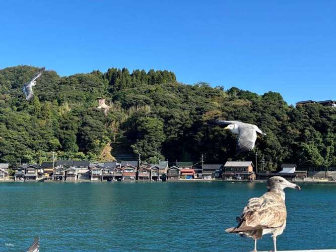【1名様から催行】京都天橋立日帰りツアー｜伊根湾クルーズ＆伊根の舟屋／美山茅葺き小屋｜伊根湾クルーズ＆アワビまたはカニ半身鍋（オプション）｜大阪／難波／京都発 2