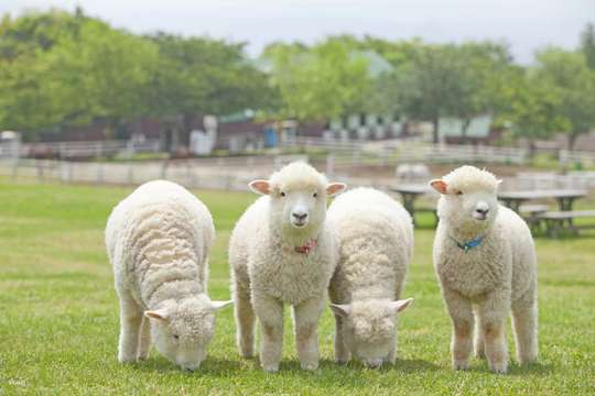 Mother Farm E-Ticket in Chiba, Japan
