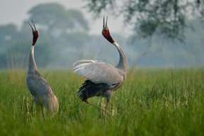 A Day Trip of Bharatpur Bird Sanctuary from Jaipur | India