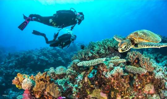 [Eco Tour] Advanced PADI Open Water & Enriched Air Course | Cairns