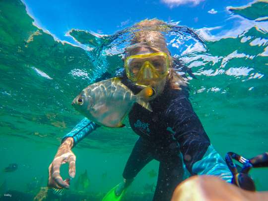 Tangalooma Snorkel the Wrecks Day Cruise | Brisbane