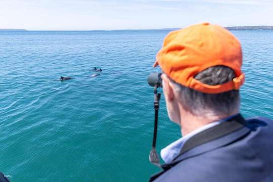 Jervis Bay Day Trip: Dolphin Cruise, Berry Donuts & Kiama Blowhole | Sydney