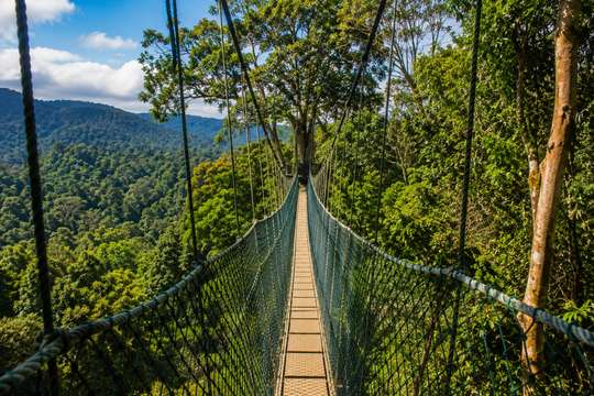 Taman Negara: The Jungle Odyssey Tour