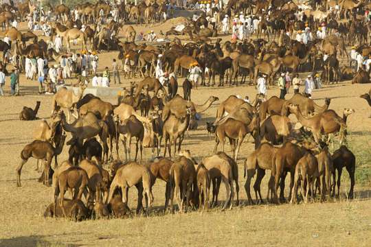 Drop Jaipur From Udaipur With Visit Pushkar Town.