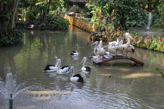 Vé Surabaya Zoo