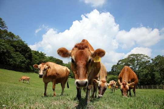 Miaoli Flying Cow Ranch Tickets