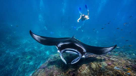 Nusa Penida Snorkeling with Manta Rays