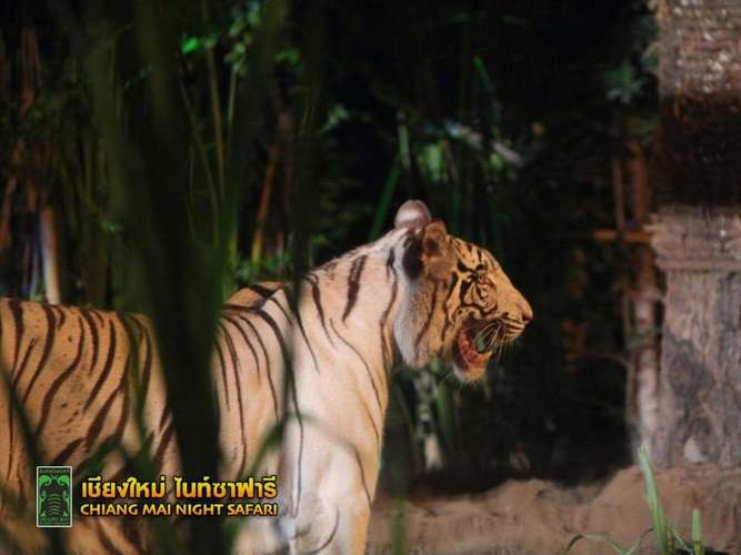 清邁夜間動物園門票 1