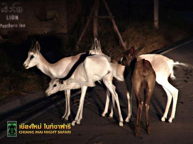 清邁夜間動物園門票 2