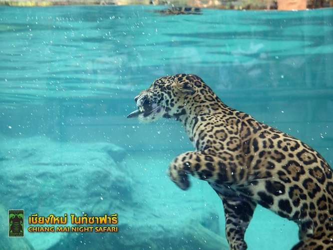 清邁夜間動物園門票 2