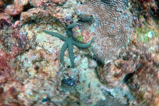 Selam Scuba di Trincomalee