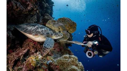 Bunaken Trip Diving - One day - 2X Diving - Departure Manado, AU$122