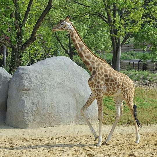 Paris Zoological Park: Entry Ticket