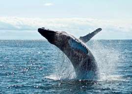 Dolphin and Whale Watching in Negombo