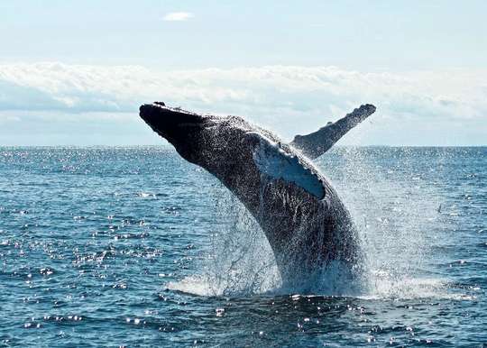 Dolphin and Whale Watching in Negombo
