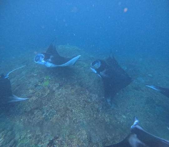 Nusa Penida: Day Trip in West Nusa Penida Island with Lunch and Snorkeling Tour, 1.603.278 VND