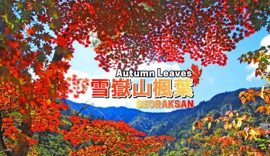 [Autumn Exclusive] Seoraksan National Park 1-Day Tour: Maple Leaves Sightseeing (Departure from Seoul) | South Korea