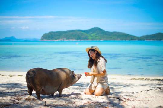 Tour Riêng Bằng Thuyền Đuôi Dài Đến Koh Mat Sum (Đảo Heo) (Từ Koh Samui) - 4 Giờ