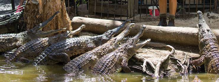 Hartley's Crocodile Adventures 2