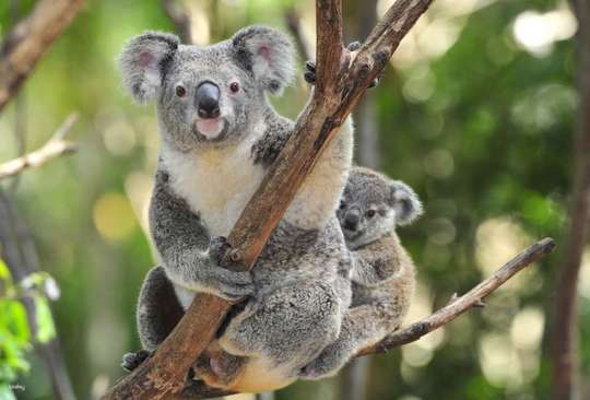 [Guaranteed Departure] Sydney Suburb Day Tour | Blue Mountains & Featherdale Wildlife Park | City Transfer Included