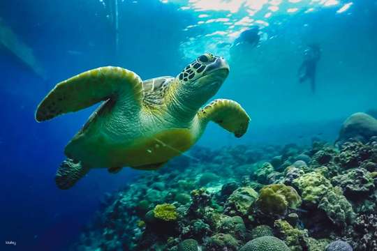 Moalboal Snorkeling Day Tour from Cebu: Sardine Run, Turtle Point & Kawasan Falls Canyoneering Experience | Philippines