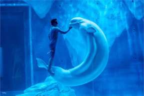 Shanghai Haichang Ocean Park Tickets