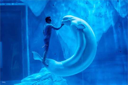Shanghai Haichang Ocean Park Tickets, RM 353