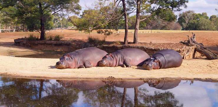 Werribee Open Range Zoo Tickets
