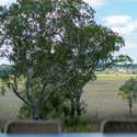 539 Lesesne Street, Daniel Island, SC