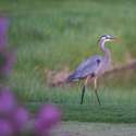Wildlife abounds.