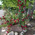 7578 Crestview Drive, Niwot, CO