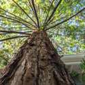 Redwood in the Backyard Patio area