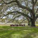9844 Haven Loop, Johns Island, SC