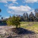11667 Francis Way, Chino, CA