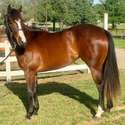 Brianne Glick Performace Horses aka BG, Leo Available Private Treaty & Hawk is Sold, Weatherford, TX