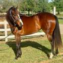 Brianne Glick Performace Horses aka BG, Leo Available Private Treaty & Hawk is Sold, Weatherford, TX