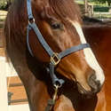 Brianne Glick Performace Horses aka BG, Leo Available Private Treaty & Hawk is Sold, Weatherford, TX