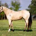 Brianne Glick Performace Horses aka BG, Leo Available Private Treaty & Hawk is Sold, Weatherford, TX
