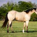 Hawk, Runaway Stoli Guy BG, 3yr old Buckskin Gelding by IMA Talented Guy out of Runaway Strawberry , SI101