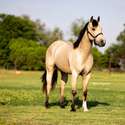Brianne Glick Performace Horses aka BG, Leo Available Private Treaty & Hawk is Sold, Weatherford, TX
